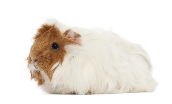 Guinea pig against white background — Stock Photo, Image