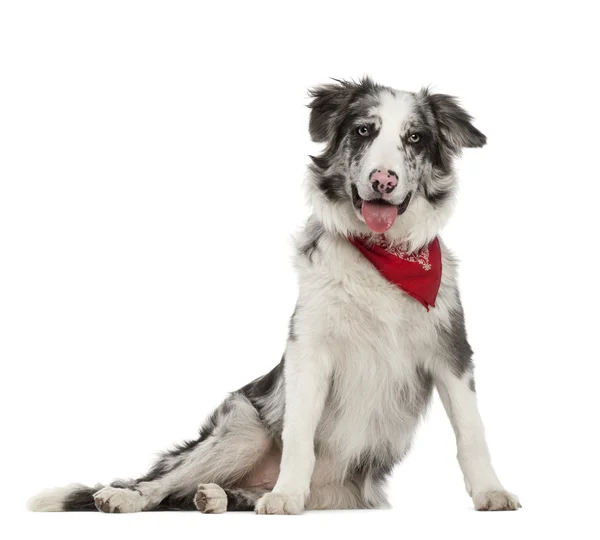 Border Collie, 7 months old, sitting against white background — Stock Photo, Image