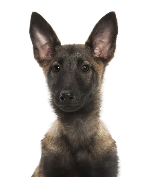Belgian Shepherd Dog puppy, 3 months old, portrait against white background — Stock Photo, Image