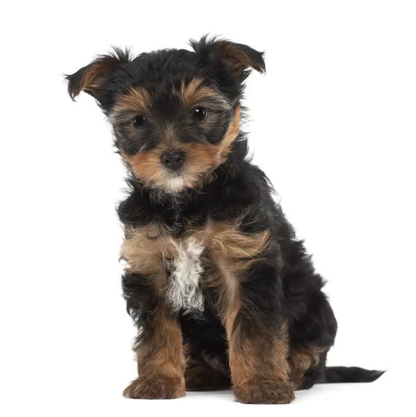 Yorkshire Terrier puppy, 7 weeks old, sitting against white background — Stock Photo, Image