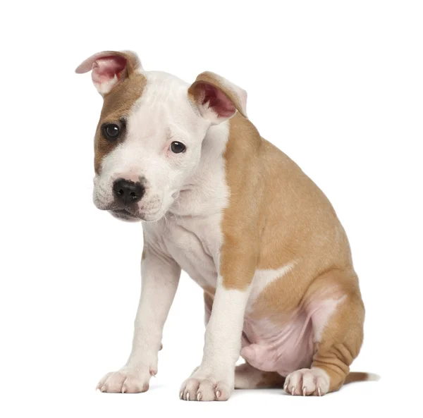Chiot American Staffordshire Terrier, 2 mois, assis sur fond blanc — Photo