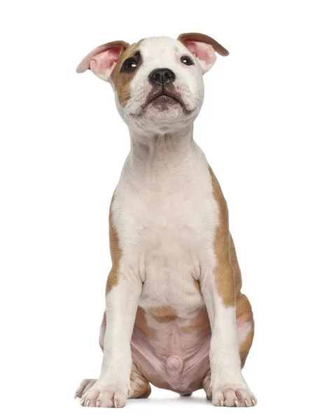American Staffordshire Terrier cachorro, 2 meses de edad, sentado sobre fondo blanco —  Fotos de Stock