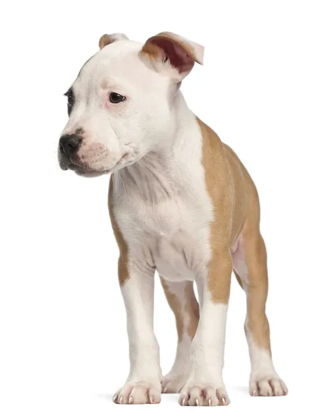 Chiot American Staffordshire Terrier, 2 mois, debout sur fond blanc — Photo