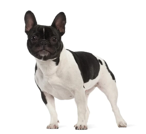 法国斗牛犬，2 岁，白色背景的肖像 — 图库照片