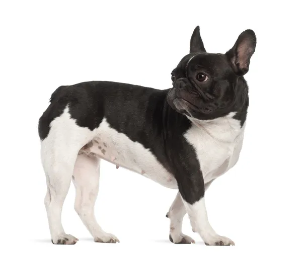Franse bulldog, 2 jaar oud, permanent tegen witte achtergrond — Stockfoto