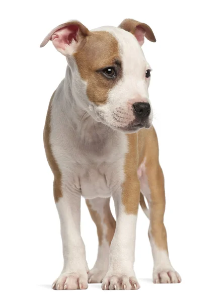 白い背景に対して立って staffordshire アメリカのテリアの子犬は、2 ヶ月、 — ストック写真