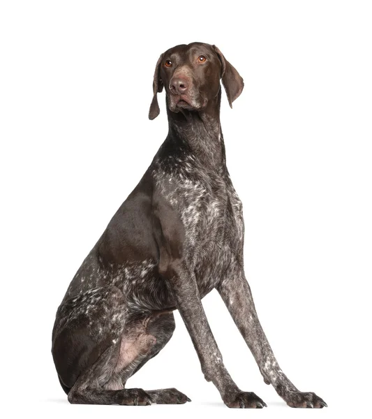German Shorthaired Pointer, 4 years old, sitting against white background — Stock Photo, Image
