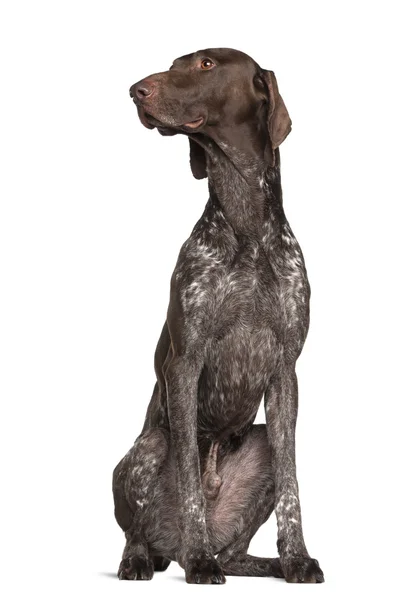 German Shorthaired Pointer, 4 years old, sitting against white background — Stock Photo, Image