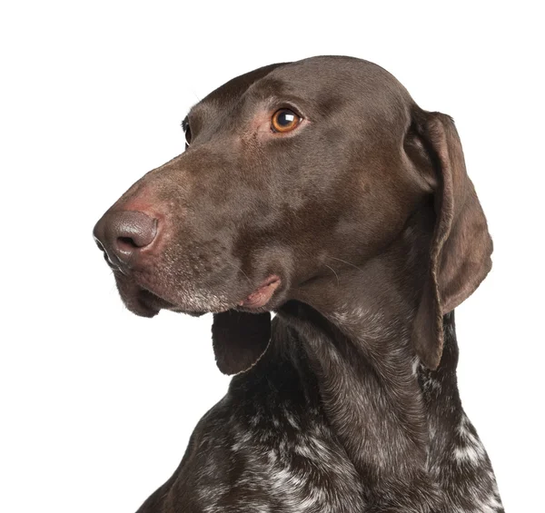 German Shorthaired Pointer, 4 years old, against white background — Stock Photo, Image