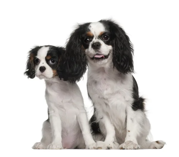 Cavalier King Charles Spaniel puppy, 3 months old, Cavalier King Charles Spaniel, 4 years old, sitting against white background — Stock Photo, Image