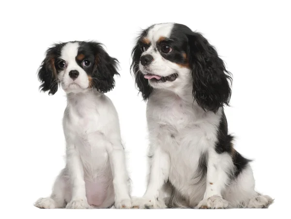 Cavalier King Charles Spaniel puppy, 3 months old, Cavalier King Charles Spaniel, 4 years old, sitting against white background — Stock Photo, Image