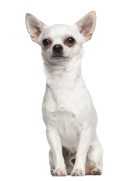 Chihuahua sentado contra fundo branco — Fotografia de Stock