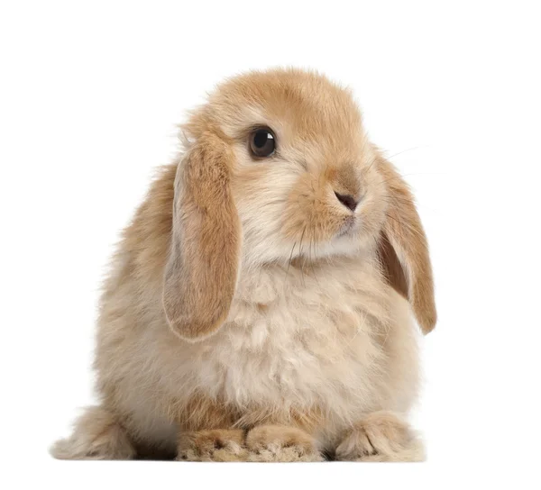 흰색 배경 토끼 — 스톡 사진