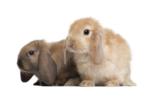 Kaniner mot vit bakgrund — Stockfoto