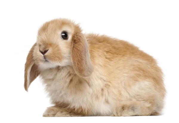 Кролик на білому тлі — стокове фото