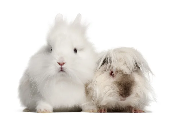 Konijn en guinea pig portret tegen witte achtergrond — Stockfoto
