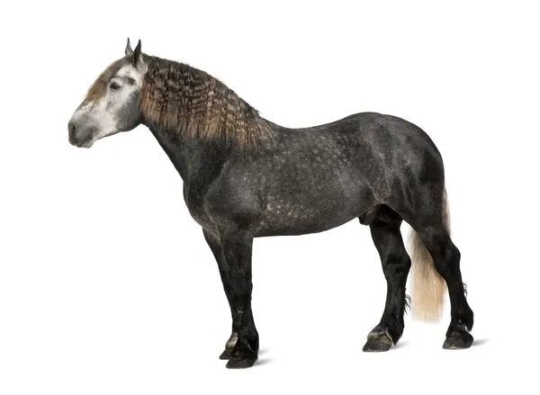 Percheron, 5 jaar oud, een ras van het trekpaard, permanent tegen witte achtergrond — Stockfoto