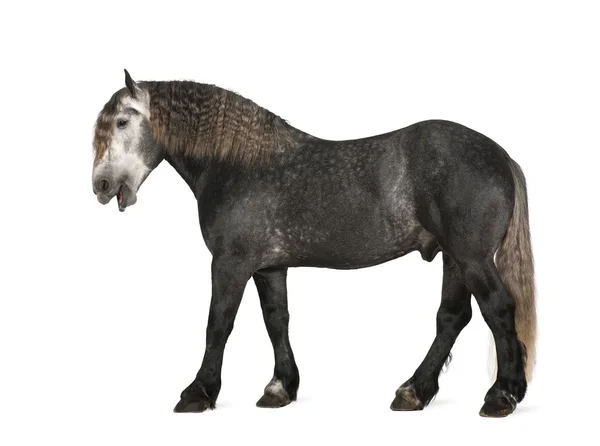 Percheron, 5 años, una raza de caballo de tiro, de pie sobre fondo blanco — Foto de Stock