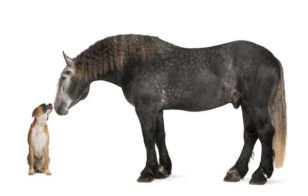 Percheron, 5 anni, una razza di cavallo da tiro, in piedi su sfondo bianco — Foto Stock