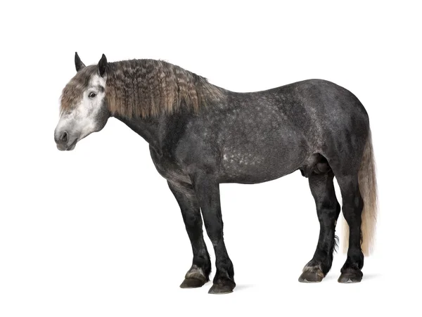 Percheron, 5 yaşında, taslak at, ayakta beyaz arka planı portre bir cins — Stok fotoğraf