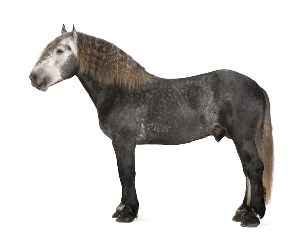 Percheron, 5 lat, rasy koń zimnokrwisty, stojący na białym tle — Zdjęcie stockowe