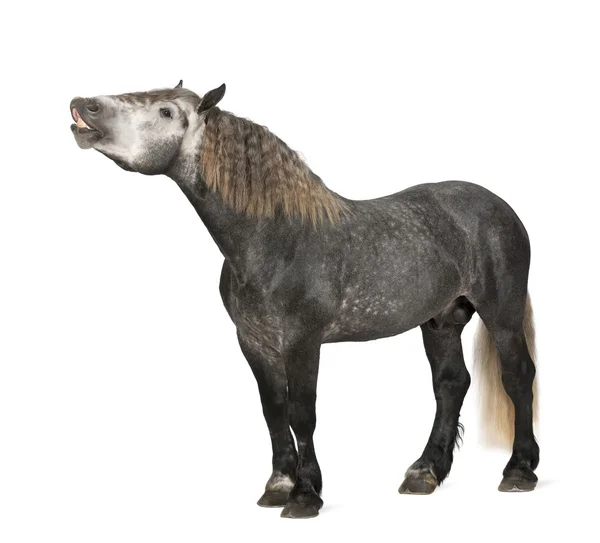 Percheron, 5 år gammal, en ras av utkast till häst, stående mot vit bakgrund — Stockfoto