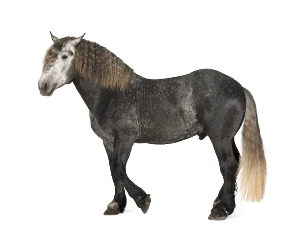 Percheron, 5 years old, a breed of draft horse, standing against white background — Stock Photo, Image