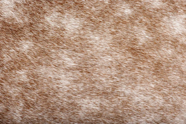 Brown horse's coat, close up against white background — Stock Photo, Image