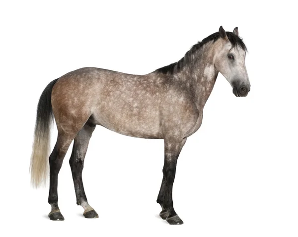 Belgijski koń gorącokrwisty koń, 6 lat, stojąc na białym tle — Zdjęcie stockowe