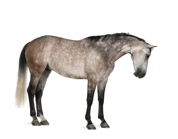 Belgiskt varmblod häst, 6 år gammal, står mot vit bakgrund — Stockfoto