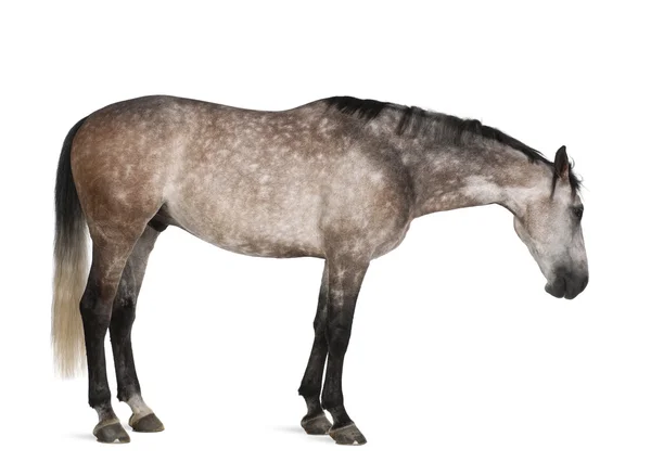 Belgian Warmblood horse, 6 years old, standing against white background — Stock Photo, Image