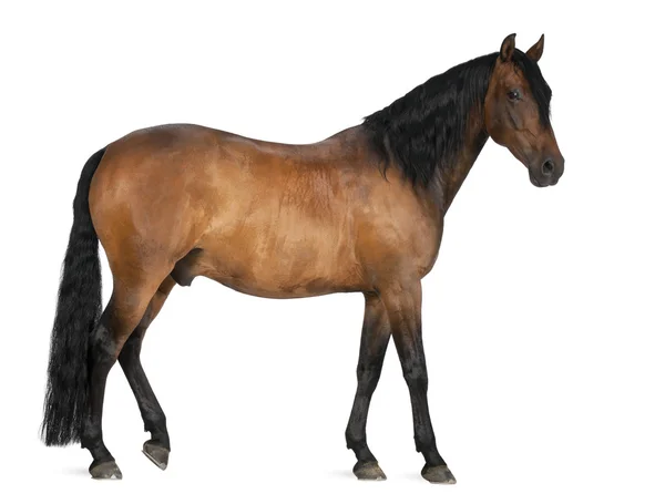 Raza mixta de caballo español y árabe, de 8 años, de pie sobre fondo blanco — Foto de Stock