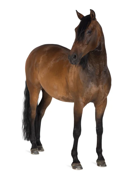 Raza mixta de español y caballo árabe, 8 años de edad, de pie contra el fondo blanco — Stockfoto