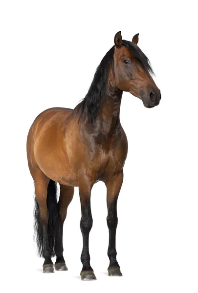 Raça mista de cavalo espanhol e árabe, 8 anos, retrato em pé contra fundo branco — Fotografia de Stock