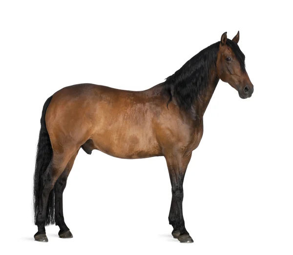Mischling aus spanischem und arabischem Pferd, 8 Jahre alt, vor weißem Hintergrund stehend — Stockfoto