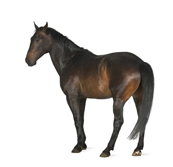Luxemburger strakatý, 5 let starý, koně, stojící proti Bílému pozadí — Stock fotografie