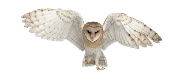 Barn owl, tyto alba, 4 maanden oud, portret vliegen tegen witte achtergrond Stockfoto