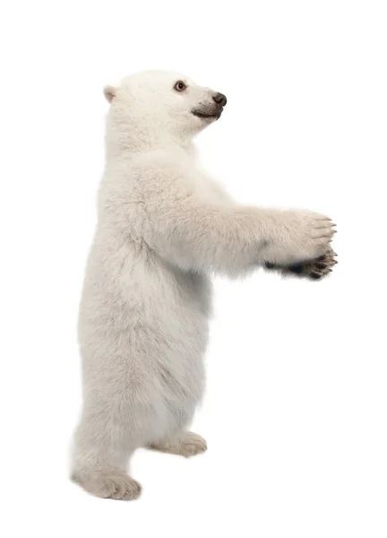 Polar bear cub, Ursus maritimus, 6 months old, standing on hind legs against white background — Stock Photo, Image