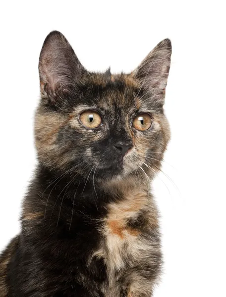 Cat tortoiseshell Tortoiseshell Cat