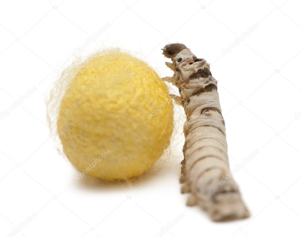 Silkworm larvae and cocoon, Bombyx mori, against white background