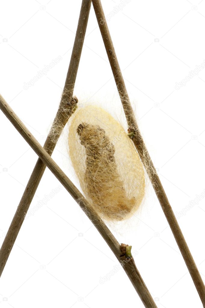 Silkworm larvae caterpillar seen through the cocoon it's making, Bombyx mori, against white background