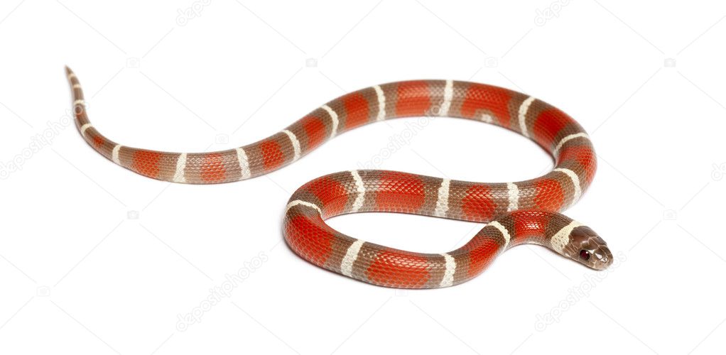 Milk Snake, Lampropeltis triangulum nelsoni, against white background