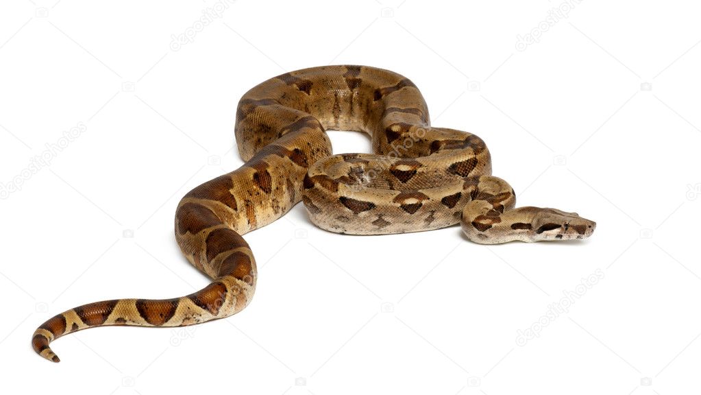 red and white boa constrictor