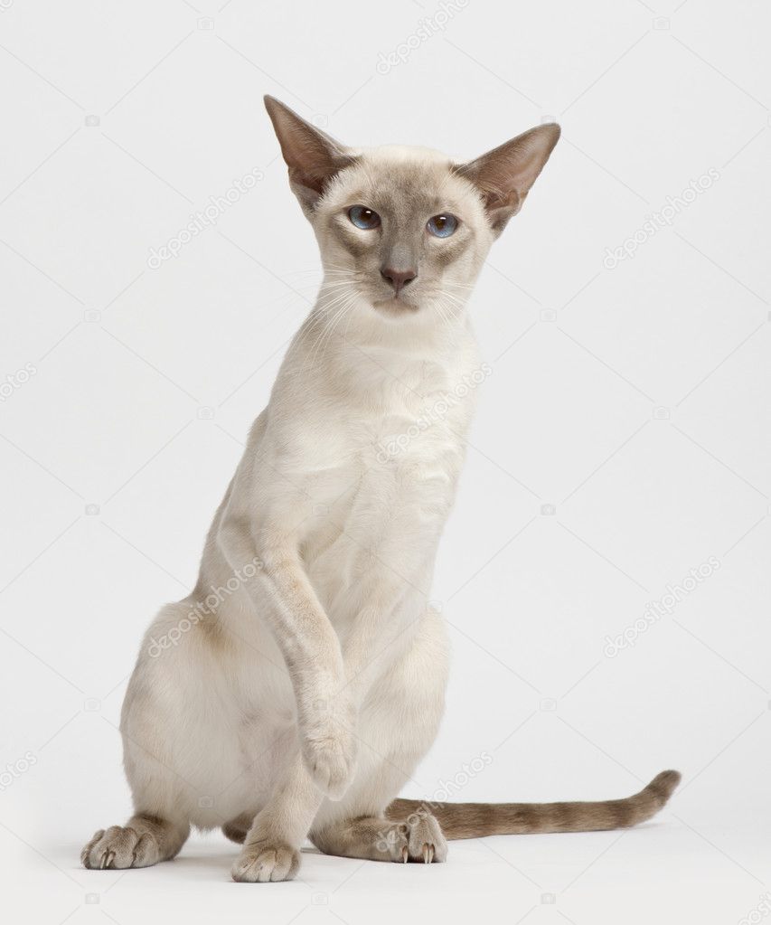 Siamese cat, portrait against white background
