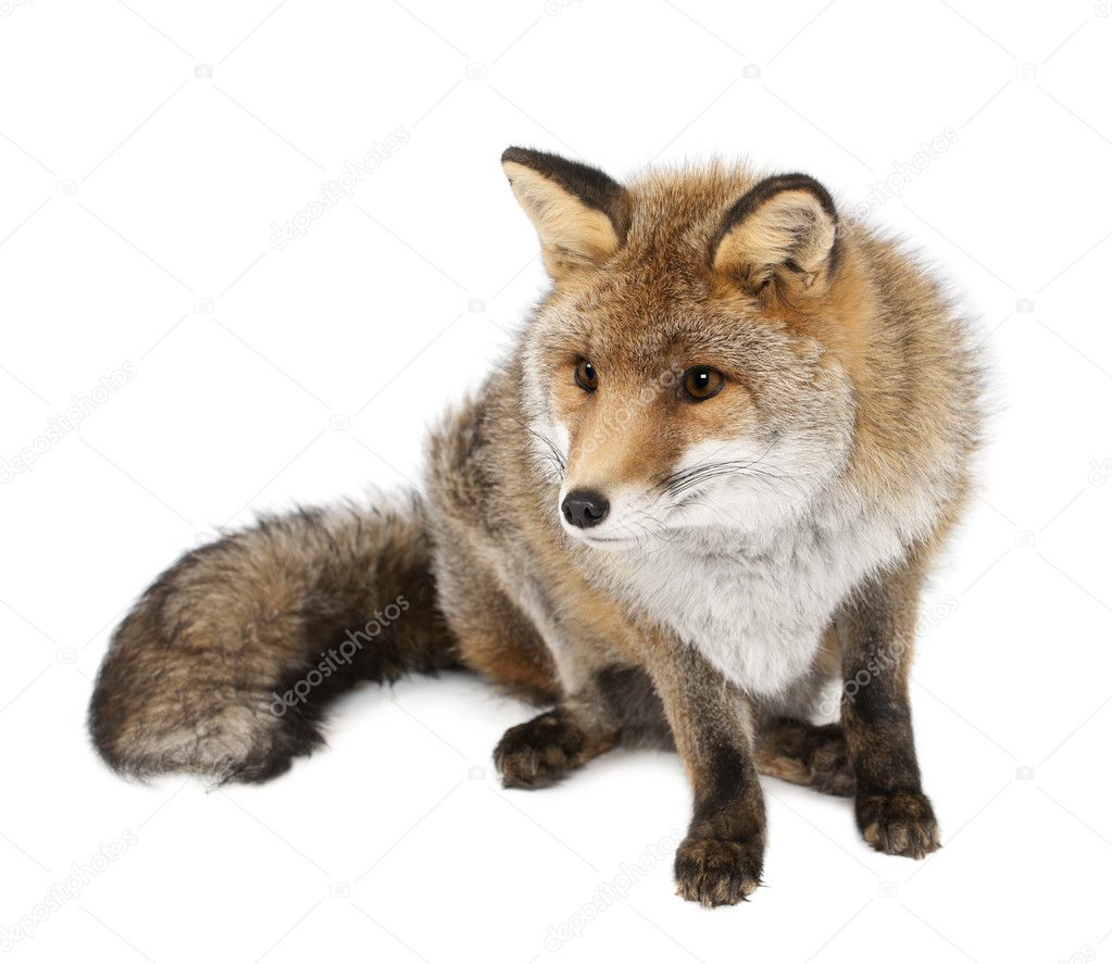 Old Red fox, Vulpes vulpes, 15 years old, sitting against white background