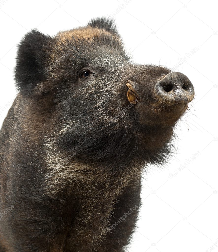 Wild boar, also wild pig, Sus scrofa, 15 years old, portrait standing against white background