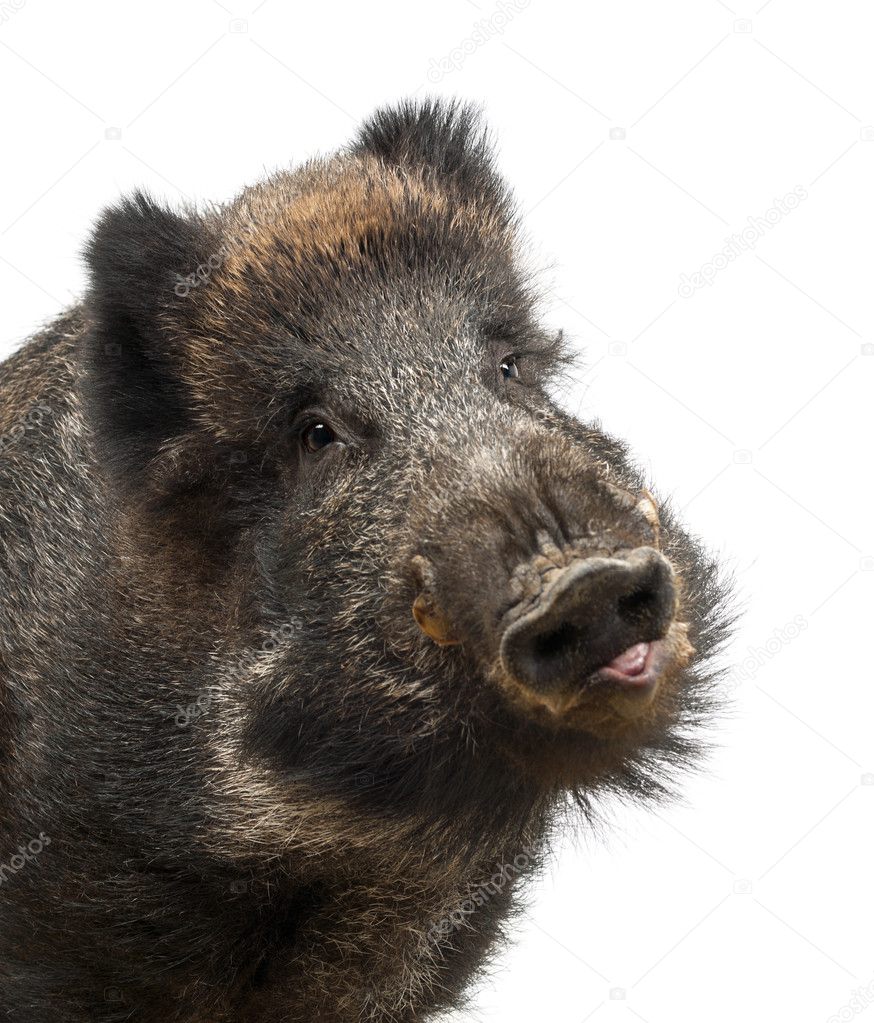 Wild boar, also wild pig, Sus scrofa, 15 years old, close up portrait against white background