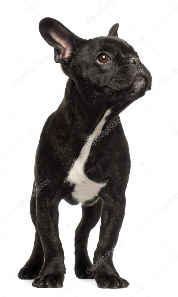 French bulldog puppy, 5 months old, standing against white background