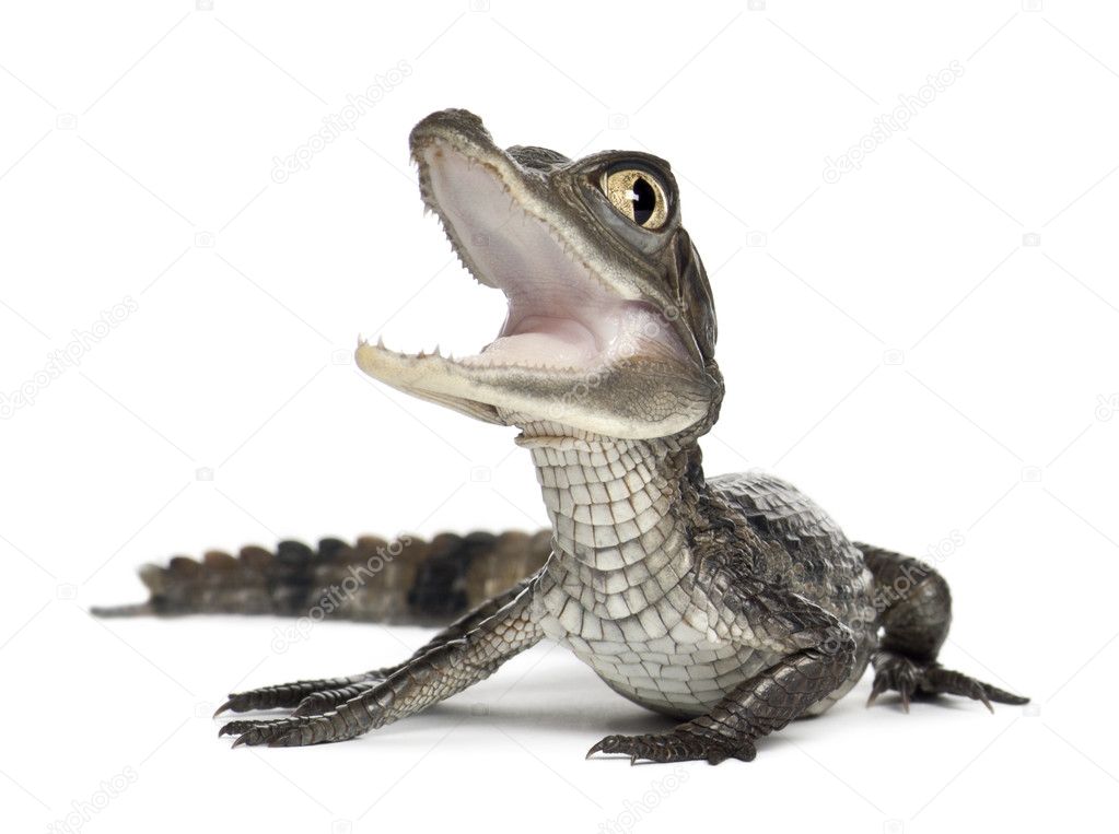 Spectacled Caiman, Caiman crocodilus, also known as a the White Caiman or Common Caiman, 2 months old, against white background