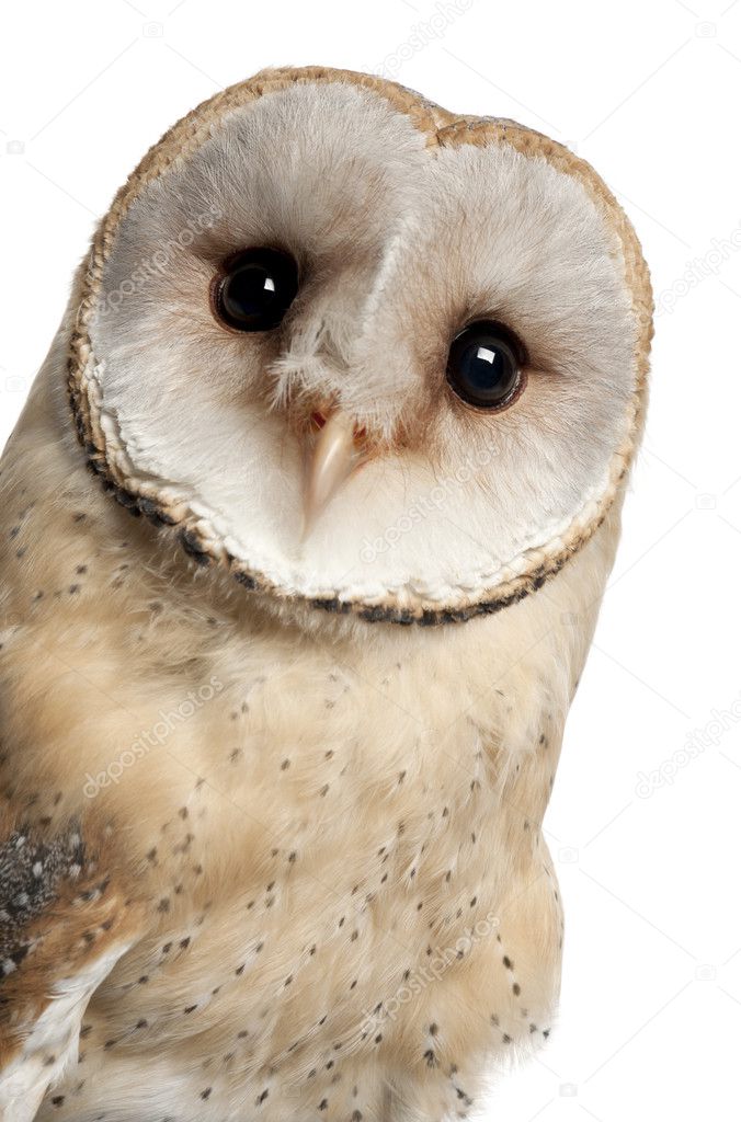Barn Owl, Tyto alba, 4 months old, portrait and close up against white background